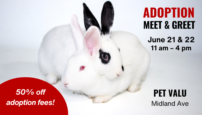 Adoption meet and greet
