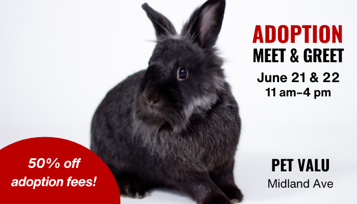 Adoption meet and greet June 21 and June 22, 11 am to 4 pm. Pet Valu Midland Ave. 