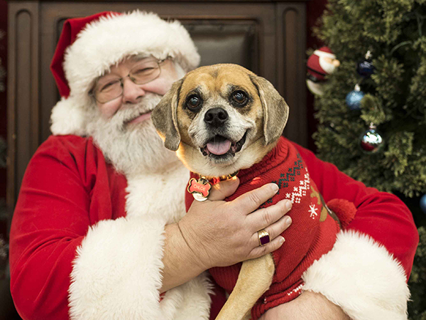 Brown dog with Santa