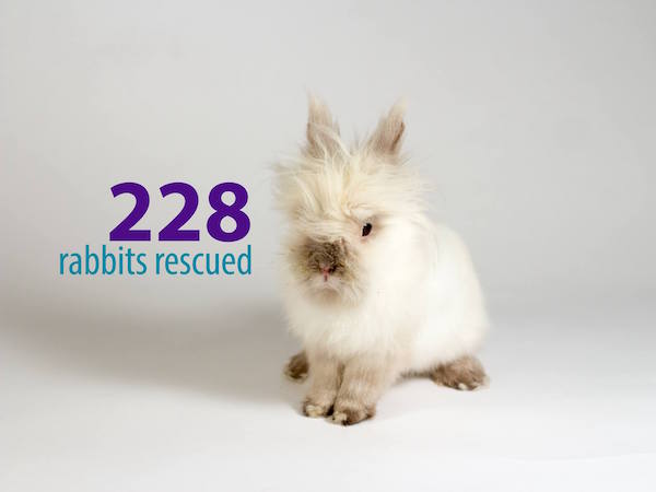 228 rabbits rescued