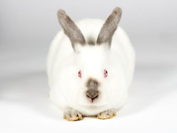 Max the rabbit
